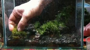 Запуск и оформление нано аквариума 10 литров