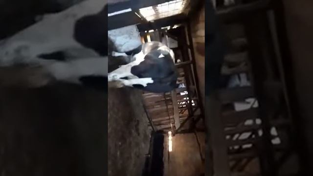 Корова чёрная )) смотреть онлайн