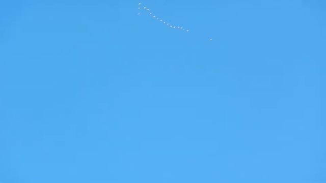 Стая Птиц Летит Клином в мороз с Юго-Востока Петергоф 24.02.2018 смотреть онлайн