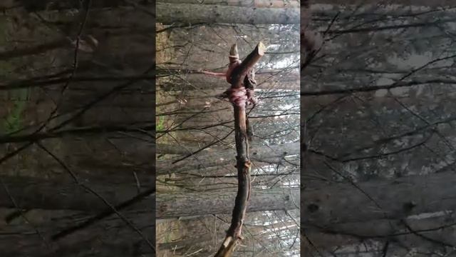 Проверка и расстановка капканов на куницу смотреть онлайн