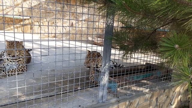 Крым,парк львов 