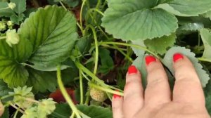 Клубника ? в моем саду ч.4 Сорт ЧЕРНЫЙ ПРИНЦ