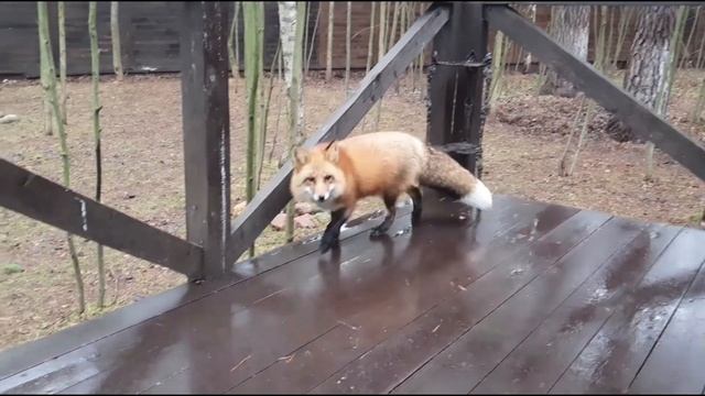 ЛИ СЯО. Алиса - Лиса. Манящий аромат на завтрак.