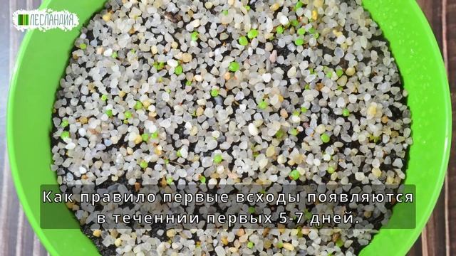 Выращивание живых камней (литопсов) из семян смотреть онлайн