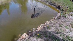 Пруд на даче. На конец-то я его поймал!!. Пруд на участке своими руками. Рыбалка.