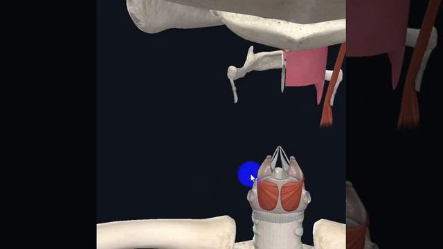 Мышца расслабляющая голосовые связки: задняя перстне-черпаловидная мышца смотреть онлайн