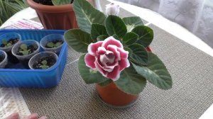 Первое цветение глоксинии. Уход во время цветения