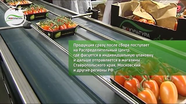 Строительство третьей очереди теплиц "Овощи Ставрополья" смотреть онлайн