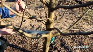 Весенняя обрезка яблони в деталях