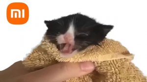 Котёнок Мяукает Популярный рингтон для телефона ?