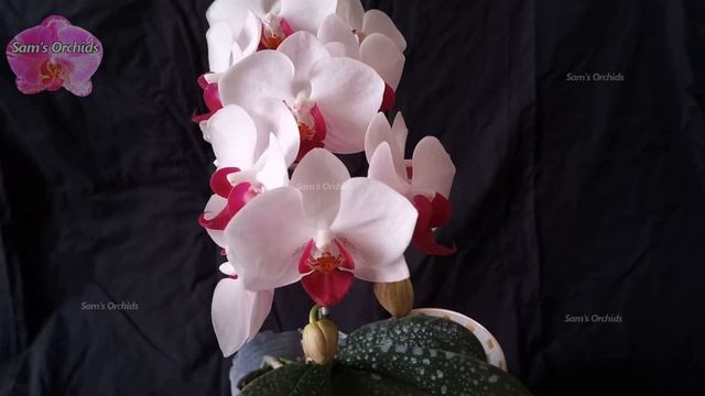 Phalaenopsis Little Gem Stripes, Orchid with red lip смотреть онлайн