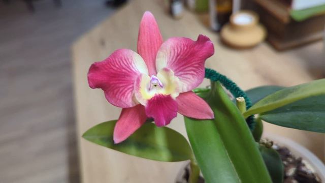 Cattleya Cosmic Delite смотреть онлайн