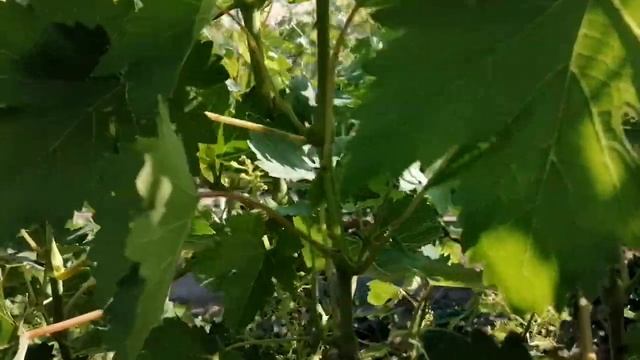 Зав'язь винограда Заря Несветая, Дарья. смотреть онлайн