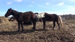 Молодой жеребец? Как не упустить случную компанию.