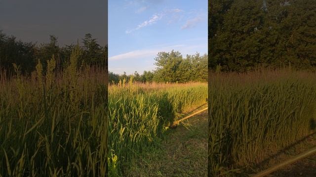Подравнял траву леской / Trimmed the grass with a fishing line смотреть онлайн