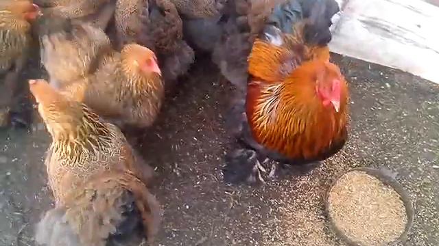 VID 20150414 070406 смотреть онлайн