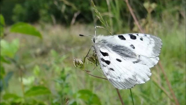 Apollovlinder, Parnassius apollo, Apollo, Farfalla apollo, Apollon. смотреть онлайн