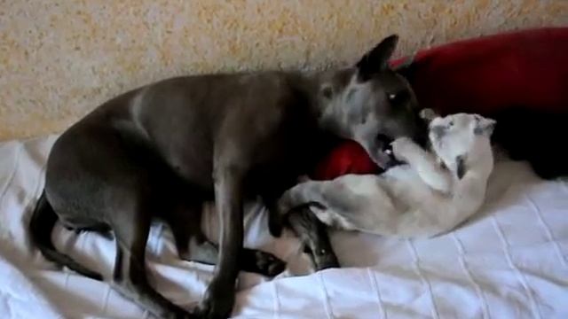 Тайский риджбек и британский котенок смотреть онлайн