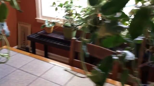 A Visit With The Maddening Hoya Obtusifolia And The Delightful Hoya Imperialis Palawan