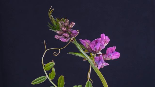 ПОЗДРАВЛЕНИЕ КУМЕ | Поздравление с днем рождения смотреть онлайн