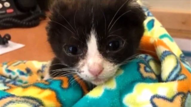 Безухий котенок попал в приют! Он очень боялся людей, и тому была причина, но теперь его не узнать смотреть онлайн