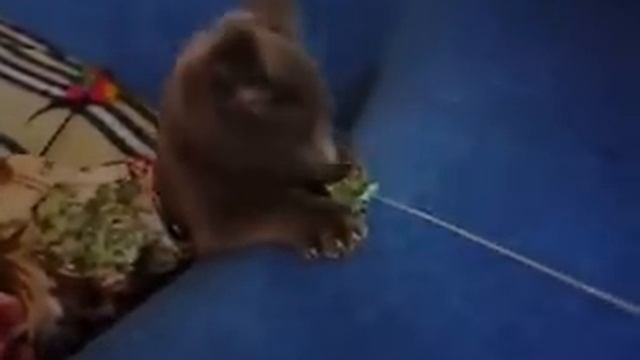 Котенок Русская голубая-Ржачный кувырок через пупок