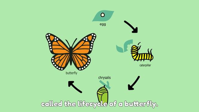 Life Cycle of a Butterfly for kids | Montessori Activities for 2 year olds смотреть онлайн