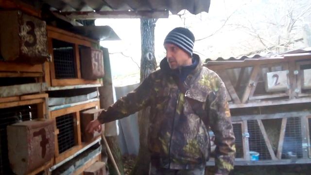 Кролики породы серебро.На племя. смотреть онлайн