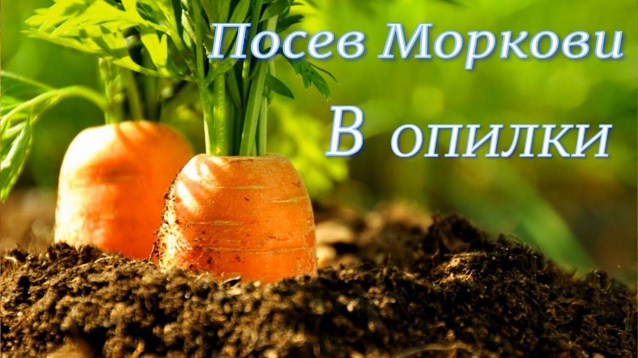 Морковь. Посадка моркови в опилки. Просто и быстро! смотреть онлайн