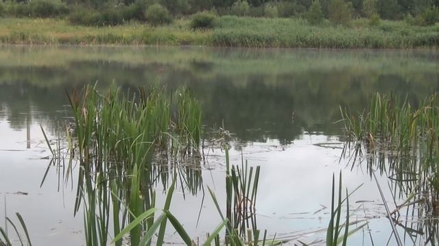 Рыбалка на карася - я понял секрет этого места!