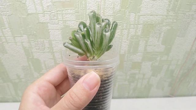 Crassula ovata Gollum white variegated. смотреть онлайн