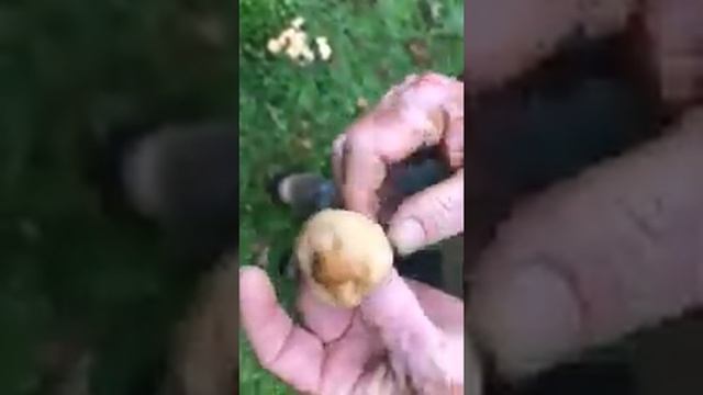 SENDERUELAS смотреть онлайн