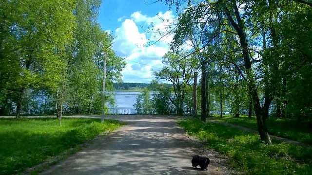 пение птиц,деревья,весна,красотища смотреть онлайн