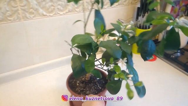 ???Как выращивать Каламондин или Цитрофортунеллу??? смотреть онлайн