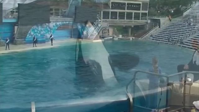 Косатка в Деле / Косатка Против Животных, Птиц и Рыб смотреть онлайн