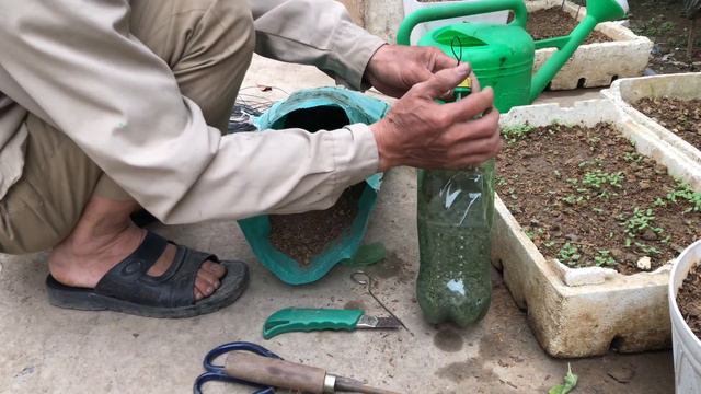 Ngày 22 - Trồng Cây Bạc Hà Vào Chai Nhựa Cũ - Trồng Rau Tại Nhà | Trồng Rau Sân Thượng смотреть онлайн