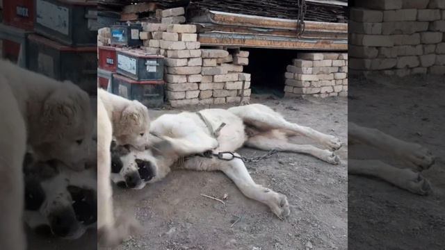 Аламан победивший легендарного Армана чемпиона 2021-года Марыйской области вл. Максат кз.Молланепес смотреть онлайн