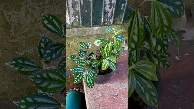 Récolte des pilea cadierei pour les ateliers kokedamas. смотреть онлайн