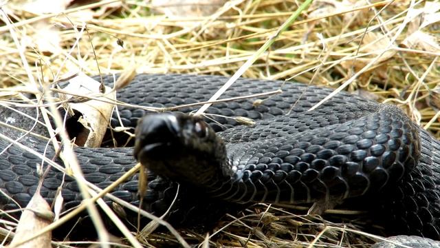Черная гадюка шипит, Black viper hisses смотреть онлайн