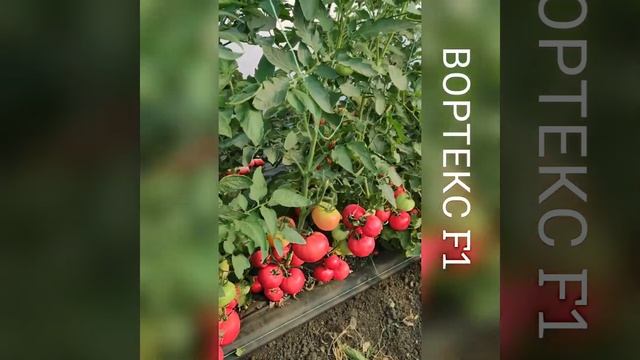 ВОРТЕКС F1 - ранний розовый томат для открытого грунта и плёночных теплиц от Добрые Семена.ру смотреть онлайн