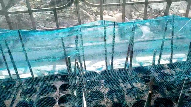 Как сберечь рассаду от кошек и двухвосток? смотреть онлайн