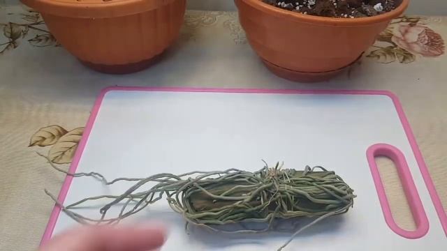 Что растёт у орхидеи шилошисты-Chiloschista lunifera Red?? смотреть онлайн