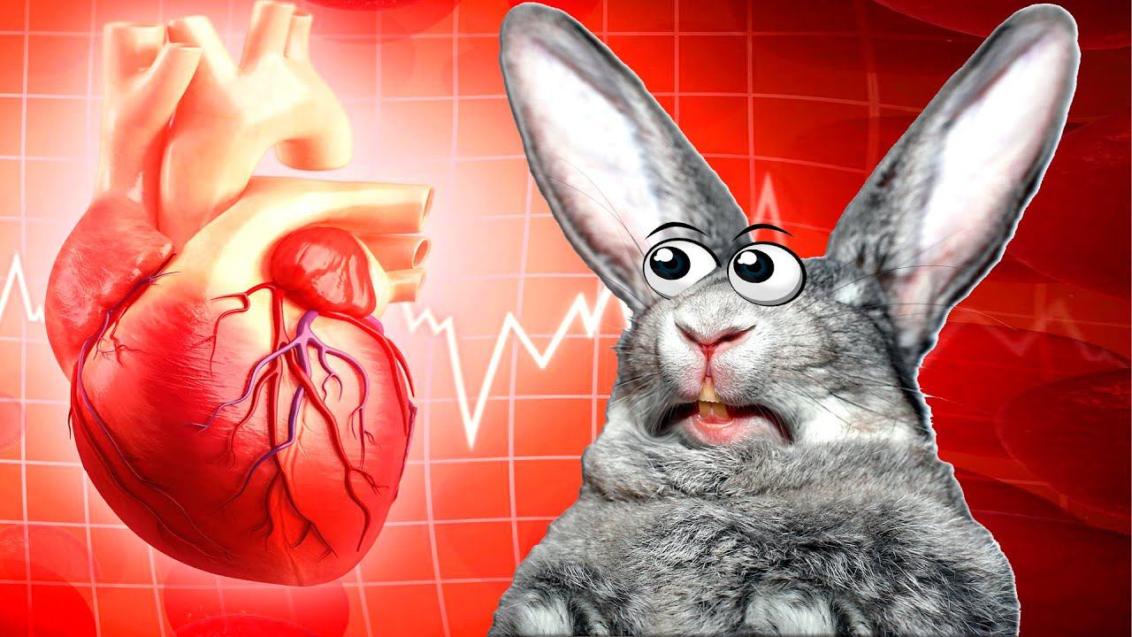Сердечный приступ у кролика смотреть онлайн