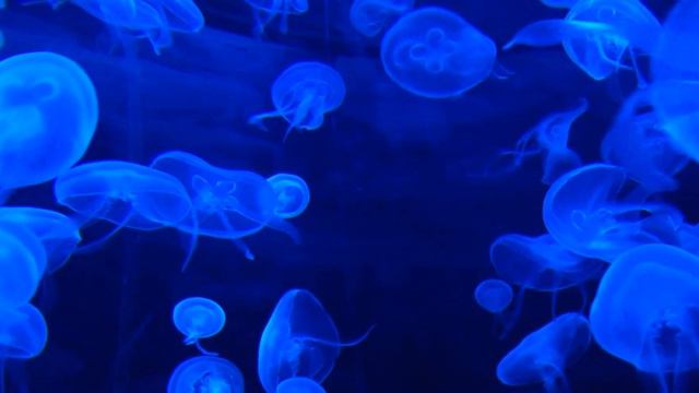 Mantra to attract Love and Money смотреть онлайн