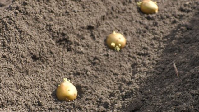 Соберете 16 кг клубней вместо 10. Триходерма вериде: способ применения при выращивании картофеля смотреть онлайн