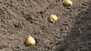 Соберете 16 кг клубней вместо 10. Триходерма вериде: способ применения при выращивании картофеля