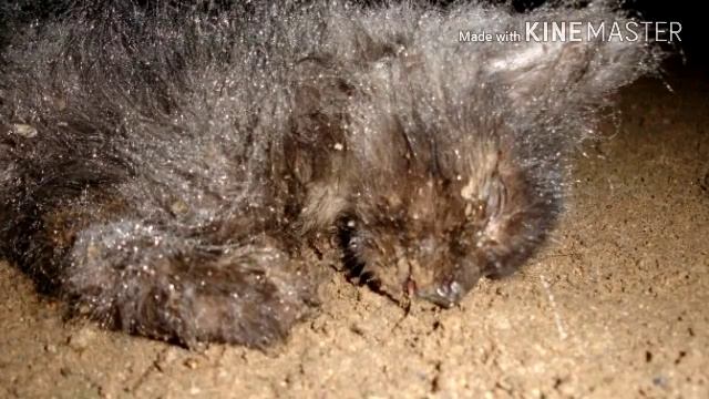 Уродливый кот смотреть онлайн