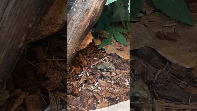 Колорадские жабы смотреть онлайн