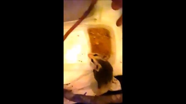 Toadie Learning New Foods / The Adventures of Toadie #shorts смотреть онлайн