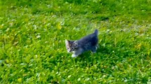 Президент   и   Амазонка   -    Кис,  Мяу